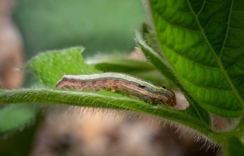 armyworm