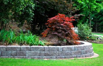 Low maintenance landscape with retaining wall supporting a Wisteria plant