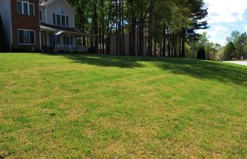 Zoysia sod after 1 month from installation