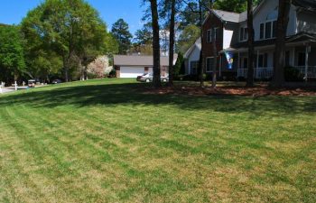 Zoysia Sod after 1 month from installation