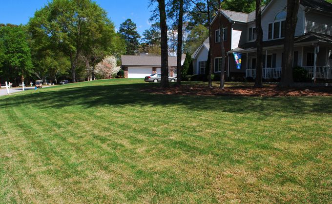 Zoysia Sod after 1 month from installation