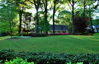 Zoysia sod in spring