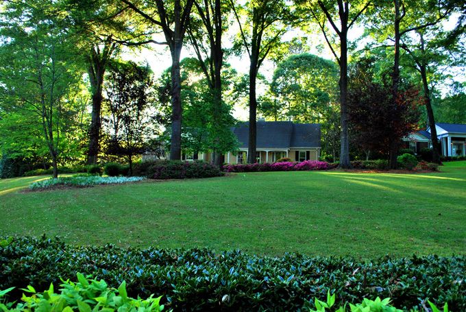 Zoysia sod in spring