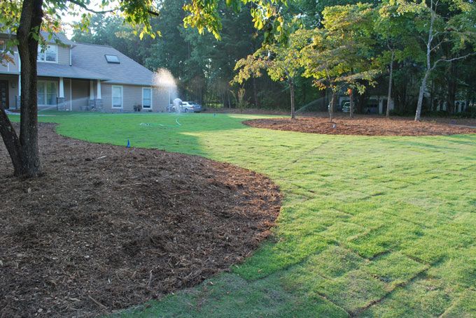 Large lawn with freshly installed Zoysia sod