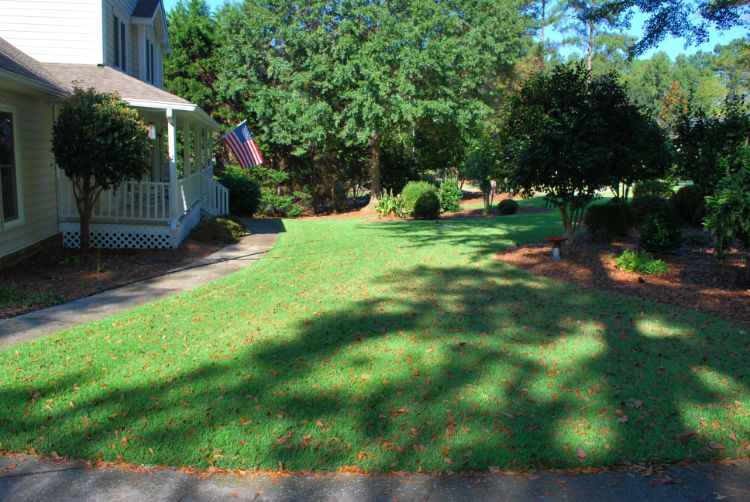 Manicured partially shaded lawn with shade tolerant Zoysia sod