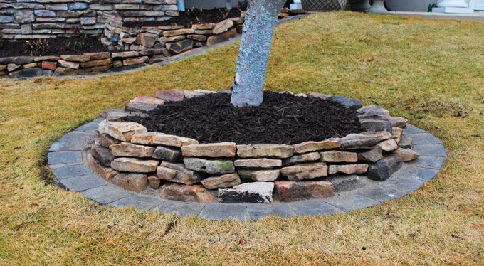 a tree inside dry stack garden wall with paver