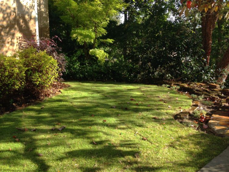 Heavily shaded lawn with Zoysia sod.