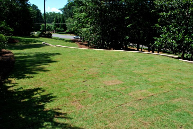 Freshly sodded large lawn