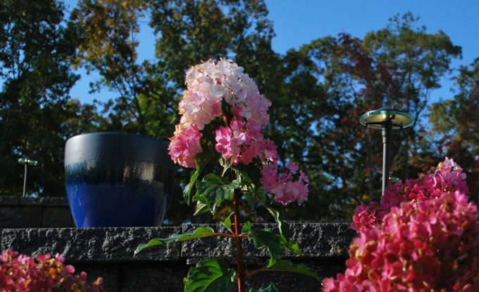 path lights installed near blooming colorful flowers