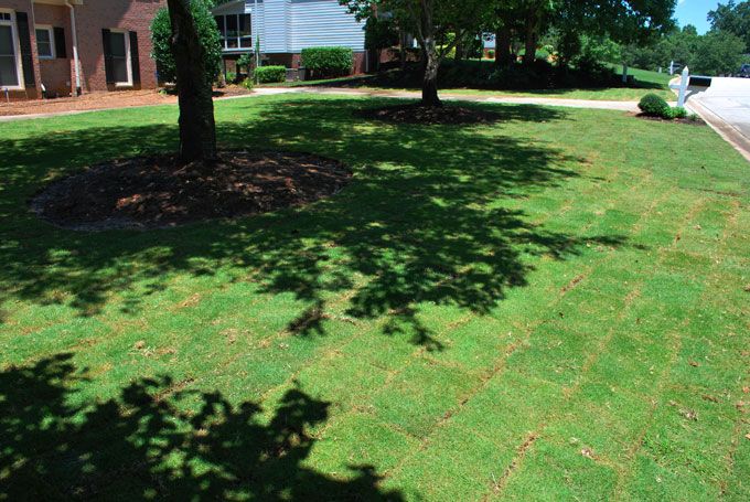 Freshly installed sod with visible brown edges.