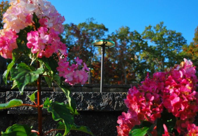 path lights installed near blooming colorful flowers