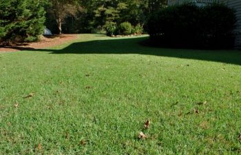 this grass had just received its second mowing