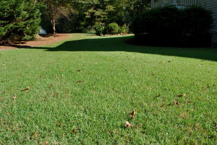 this grass had just received its second mowing