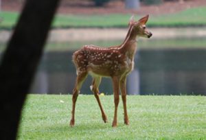 Sometimes problems come from unwelcome visitors that think landscape plants are for lunch. We can select plants that are not as tasty to help avoid future frustrations.