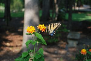 butterfly